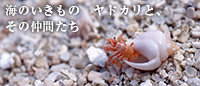 海のいきもの 「ヤドカリと、その仲間たち」