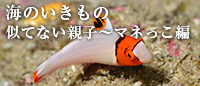 海のいきもの 似てない親子~マネっこ編