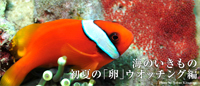 初夏の「卵」ウオッチング編