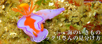 海のいきもの ソックリさんの見分け方