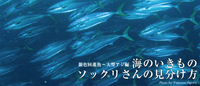 海のいきもの ソックリさんの見分け方