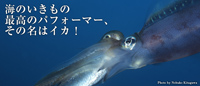 最高のパーフォーマー、その名はイカ!