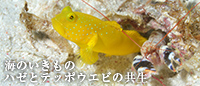 海のいきもの ハゼとテッポウエビの共生
