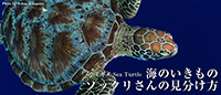 海のいきもの ソックリさんの見分け方