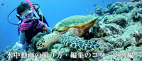 水中動画の撮り方・編集のコツ~実例編~