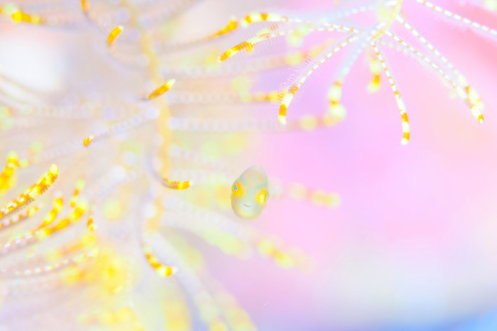 (写真/むらいさち)