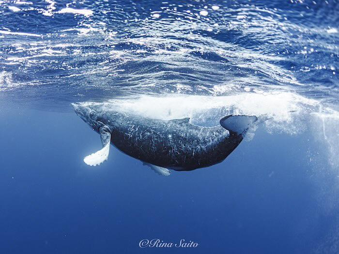 (写真/齋藤利奈)