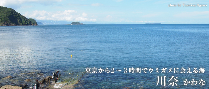 東京から2~3時間でウミガメに会える海 川奈