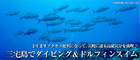 三宅島でダイビング&ドルフィンスイム