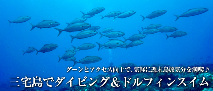 三宅島でダイビング&ドルフィンスイム