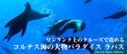 ワンランク上のクルーズで攻めるコルテス海の大物パラダイス ラパス
