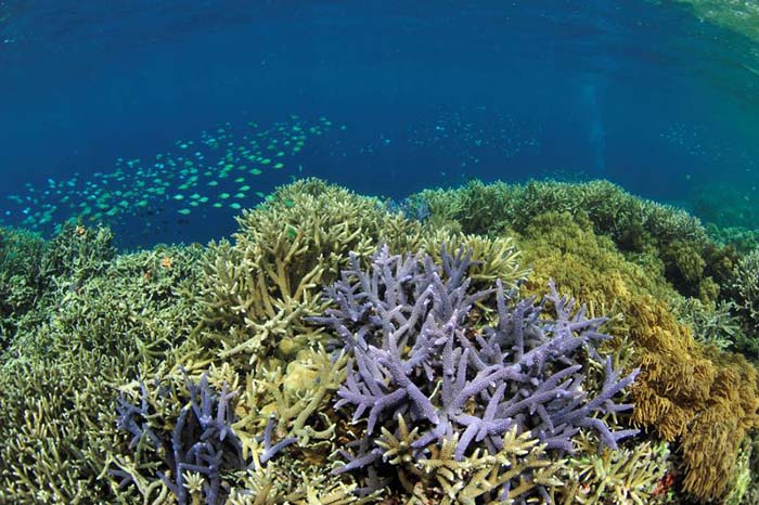 海岸線に沿って発達したサンゴ礁。見事なサンゴの群落が見られるスポットも