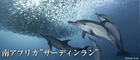 新たな夢の楽園へ! 2015年南アフリカサーディンラン