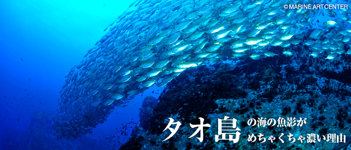 タオの海の魚影がめちゃくちゃ濃い理由