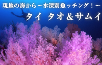 現地ガイドが教える　～水深別魚ッチング！～