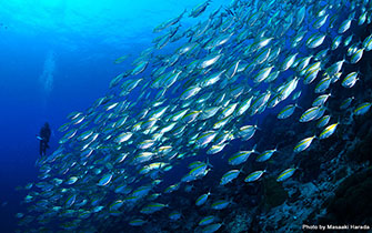 数えきれないほどの魚の群れに、周囲360度を囲まれることも。海の中でしか体験できない感動があなたを待っています!