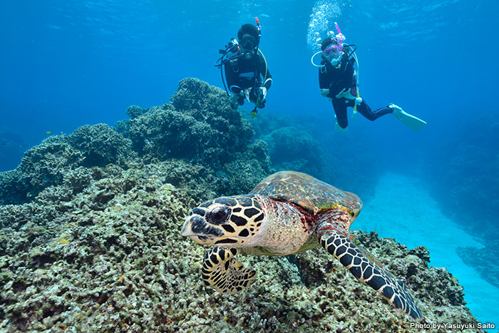 体験ダイビングでカメに出会えることも!