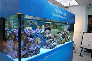 熱帯魚水槽にはスズメダイやキンギョハナダイなどカラフルな魚が展示されている