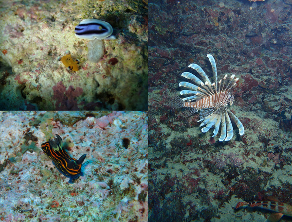 久しぶりの石垣島、ピカチュウに初対面 !&海の宝石という意味を本当に実感出来ました