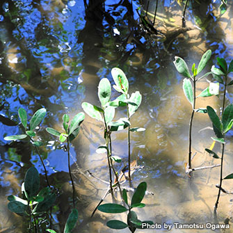 マングローブ原生林ではマングローブの子どもたちが水面から顔を出す。カヌーもできる