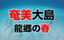 奄美大島・龍郷 春の海の魅力を現地ダイビングガイドが語る！