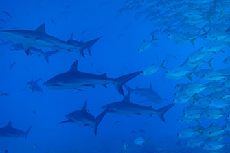 サメの楽園・バハマでは、一度に複数のサメたちと泳げる。こんな海、世界を見渡してもほとんどない