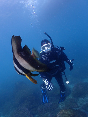 季節来遊魚とはいえ、大きく育ったナンヨウツバメウオの若魚