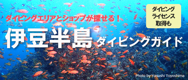 マクロからワイドまで、バリエーション豊富なダイバー天国! 伊豆半島ダイビングガイド