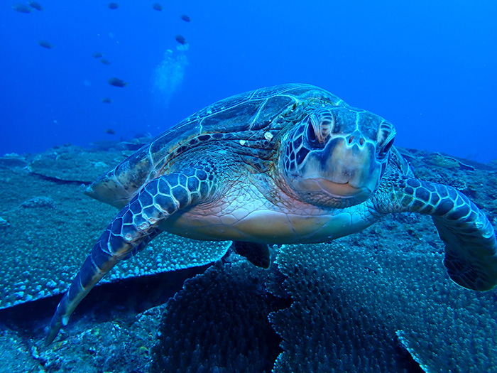 ウミガメと大接近! Photo by Tsutomu Asami