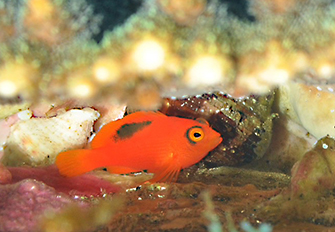 ベニゴンべも登場。華やかな、南の海からの使者。Photo by Kaho Kurosaki