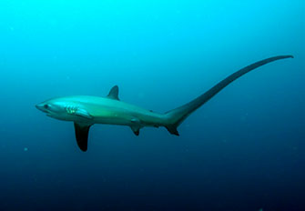 ニタリは秋に期待大 Photo by Hirohito Arima