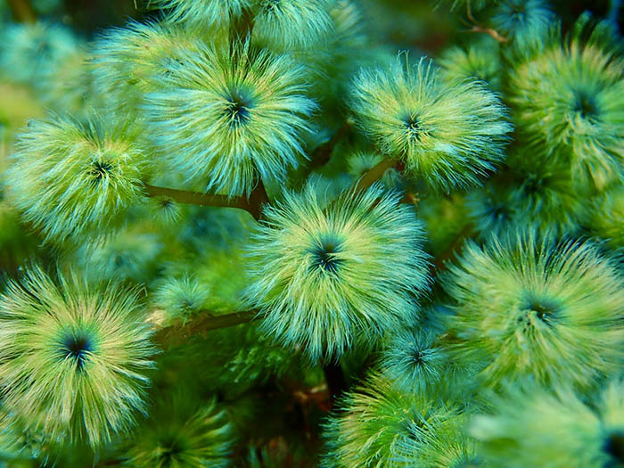 海藻ケヤリの群生も「王の浜」ならでは Photo by Toru Furuyama