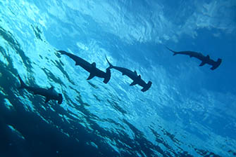 潮流に逆らわず、なるべく泡をハンマーに当てないように潜ることが重要 Photo by Tsutomu Asami