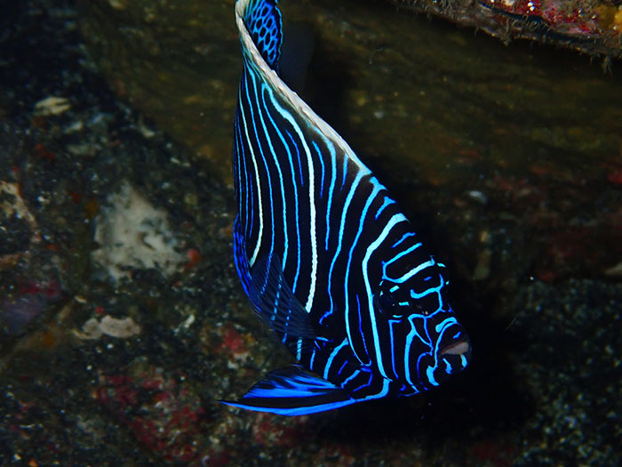 「トウシキ」で出会ったタテジマキンチャクダイ Photo by Tsutomu Asami