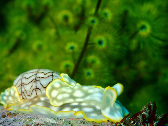 ウミウシは春の風物詩 Photo by Toru Furuyama