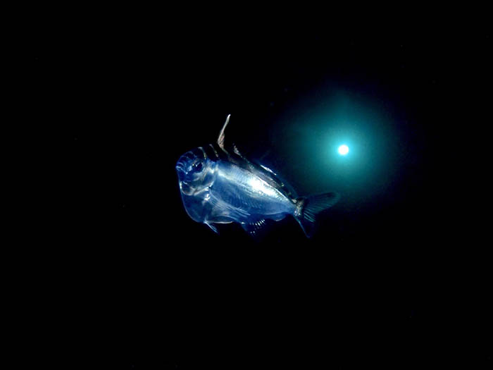 幻想的な雰囲気も魅力のライトトラップ Photo by Toru Furuyama