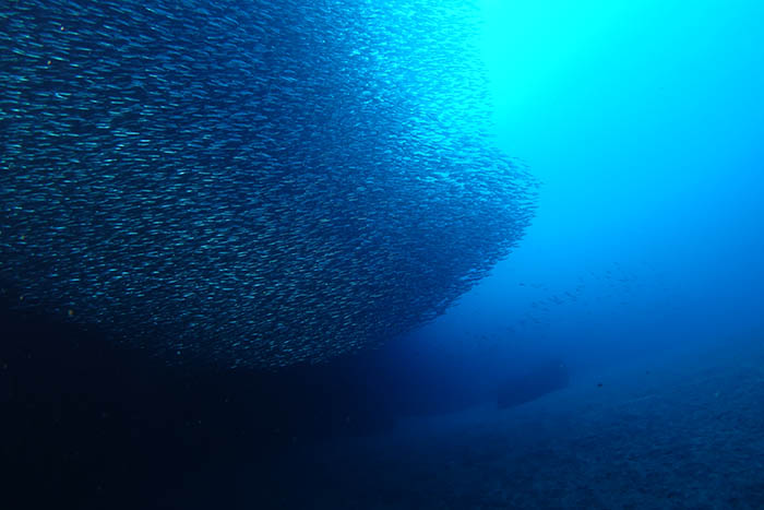 刻々と形を変える、イワシの大群 Photo by Hirohito Arima