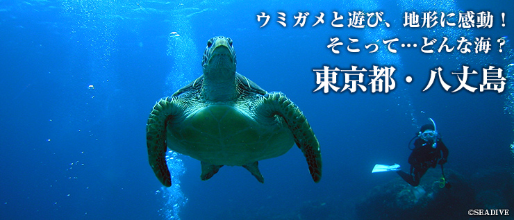 ウミガメと遊び、地形に感動！ そこって…どんな海？　東京都・八丈島