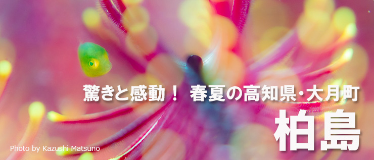 柏島
