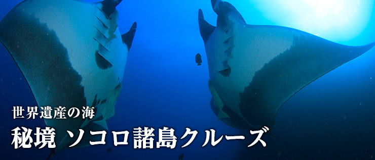 世界遺産の海 秘境 ソコロ諸島クルーズ