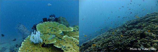 青いサンゴ礁！レンベの特集ではあまりサンゴ礁などが出る幕がないのだが、実はサンゴが群生するエリアもある。透明度もよく（まあ、時間帯や日によっては良くないこともあるけれど）、いきなりテンションが上がったのだった
