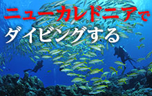 ニューカレドニアのダイビング情報はこちら