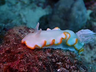 潮通しのいいサンゴ礁に生息するメレンゲウミウシの姿も
