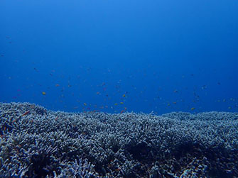いつまで経っても見飽きることのない豊かなサンゴ礁