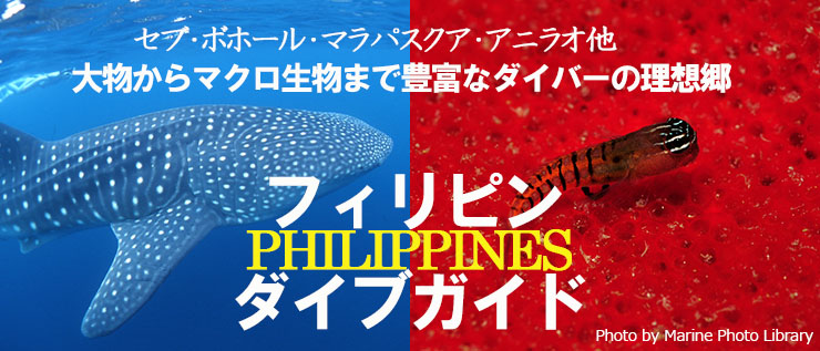 フィリピンダイブガイド