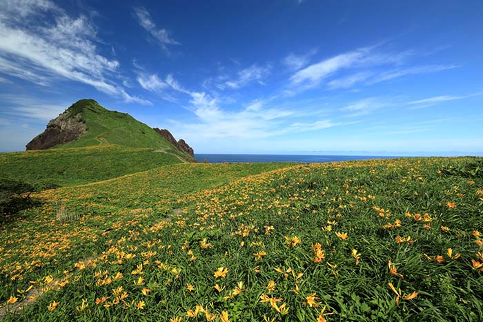 海の見える丘に一面に広がるトビシマカンゾウの花