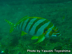 タカノハダイ