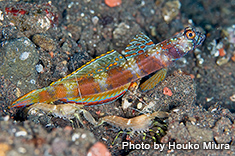 キンギョハナダイ