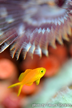 メラネシアンアンティアスyg.