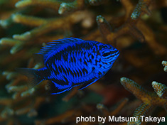 スプリンガーダムゼル